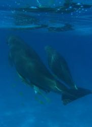Dugon and Calf, Ningaloo Reef - Western Australia by Penny Murphy 